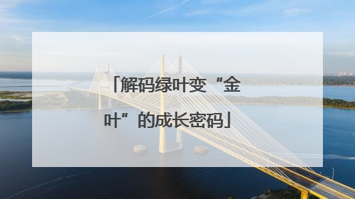 解码绿叶变“金叶”的成长密码